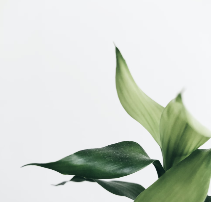 Green herbal leaf illustration – natural remedy ingredient concept